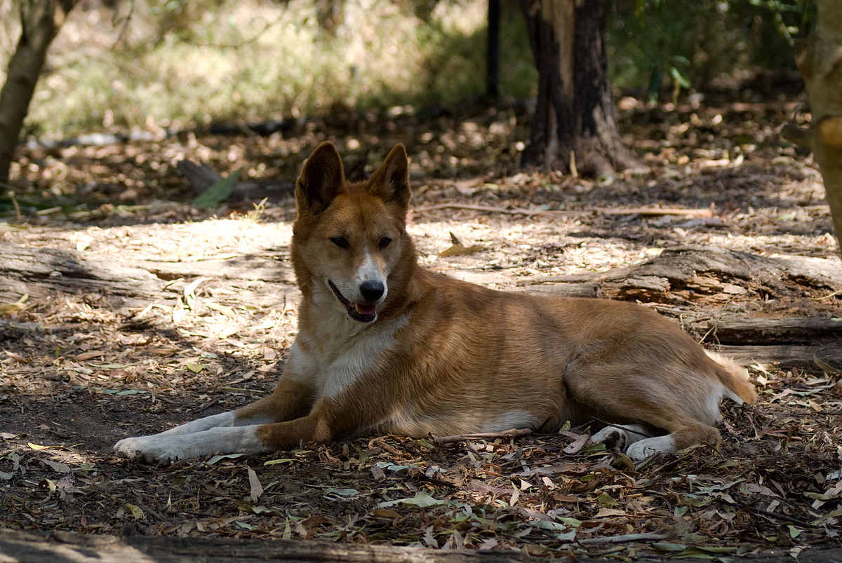 1200px-Dingo,_just_relaxing