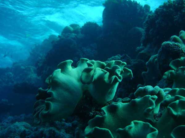 greatbarrierreefalgae