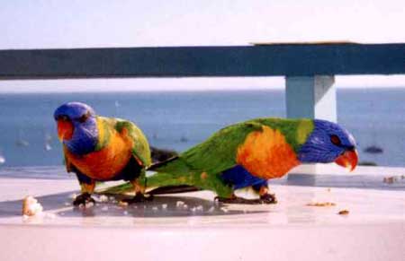 greatbarrierreefbirds