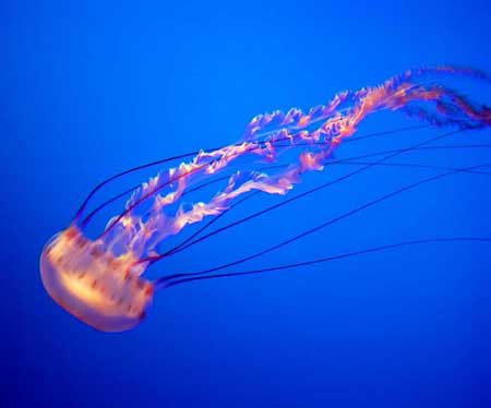 greatbarrierreefjellyfish