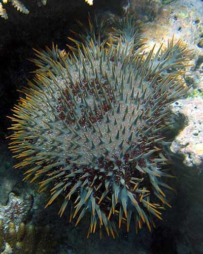 greatbarrierreefstarfish