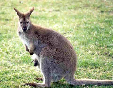 wallaby