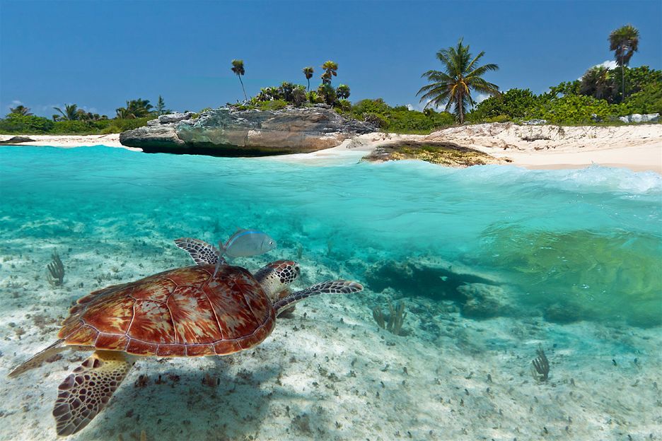 caribbean_turtle_in_sea